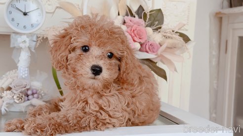 成約済の茨城県のトイプードル-320585の6枚目