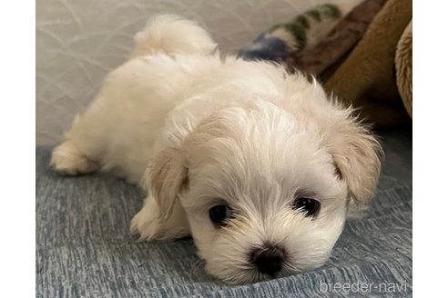 成約済の滋賀県のマルチーズ-326310の55枚目