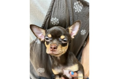 成約済の千葉県のチワワ(スムースコート)-310348の11枚目