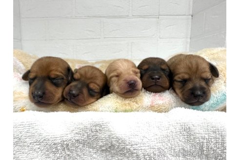 成約済の愛知県のミックス犬-331959の18枚目
