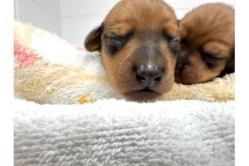 成約済の愛知県のミックス犬-331959の15枚目