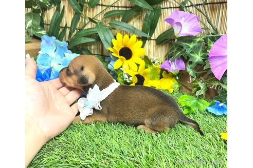 成約済の愛知県のミックス犬-331959の12枚目