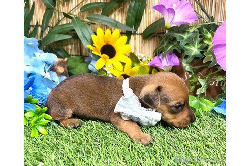 成約済の愛知県のミックス犬-331959の11枚目