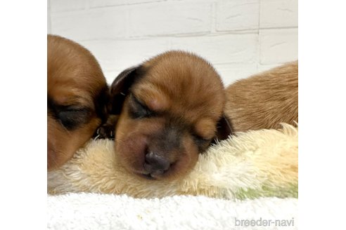 成約済の愛知県のミックス犬-331963の22枚目