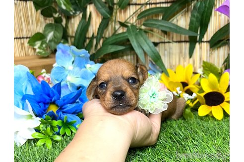 成約済の愛知県のミックス犬-331963の21枚目