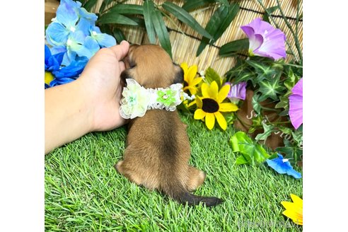 成約済の愛知県のミックス犬-331963の20枚目