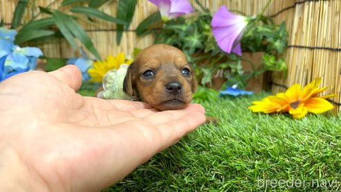 成約済の愛知県のミックス犬-331963の18枚目