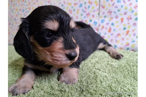 成約済の愛知県のミニチュアダックスフンド(ロングヘアード)-329811の8枚目