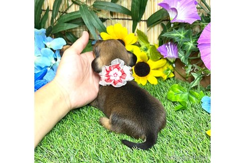 成約済の愛知県のミックス犬-331981の11枚目