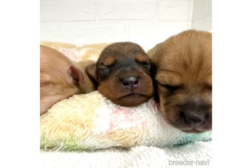 成約済の愛知県のミックス犬-331981の7枚目