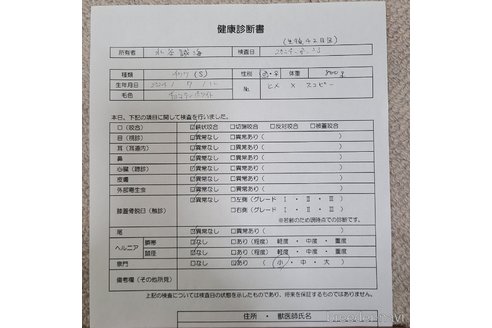 成約済の愛知県のチワワ(スムースコート)-329274の6枚目