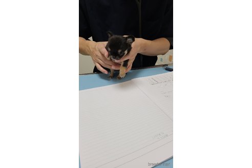 成約済の愛知県のチワワ(ロングコート)-331444の2枚目