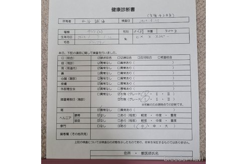 成約済の愛知県のチワワ(ロングコート)-331444の3枚目