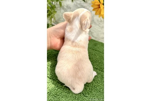 成約済の埼玉県のチワワ(ロングコート)-330668の7枚目
