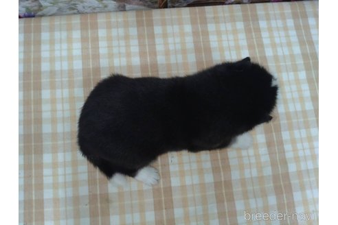 成約済の千葉県のミックス犬-332024の5枚目