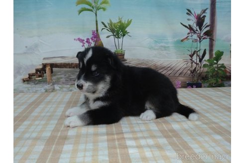 成約済の千葉県のミックス犬-332024の4枚目