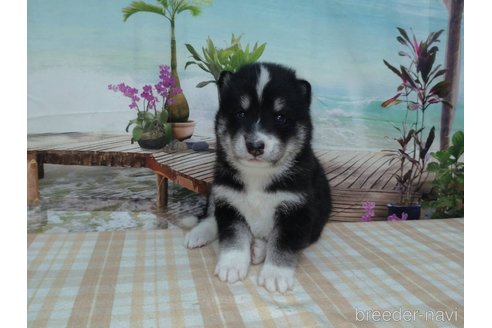 成約済の千葉県のミックス犬-332024の1枚目