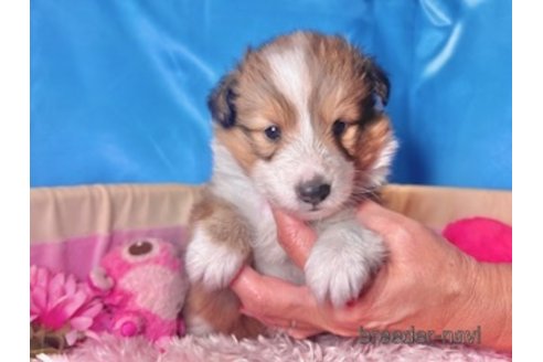 成約済の愛知県のシェットランドシープドッグ(シェルティ)-330036の5枚目