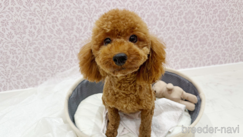 サンディちゃん1枚目