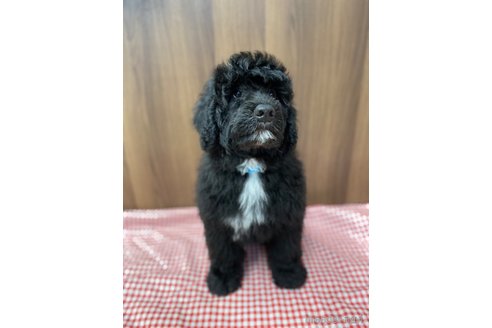 成約済の東京都のその他の犬種-327486の15枚目