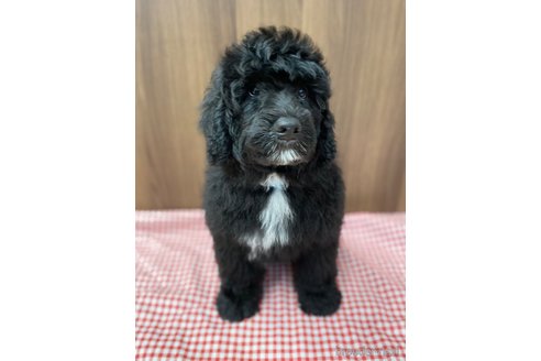 成約済の東京都のその他の犬種-327486の13枚目