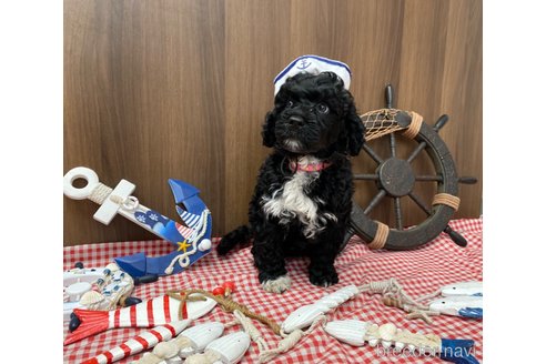 成約済の東京都のその他の犬種-330041の2枚目