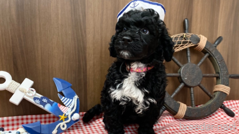 成約済の東京都のその他の犬種-330041の1枚目