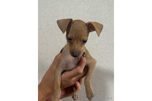 成約済の静岡県のミニチュアピンシャー(ミニピン)-329537の18枚目