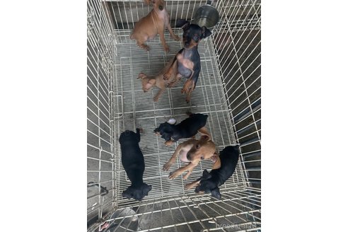 成約済の静岡県のミニチュアピンシャー(ミニピン)-329537の17枚目