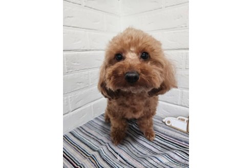 おとちゃんちゃん1枚目