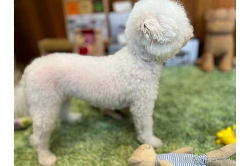 成約済の愛知県のトイプードル-331428の11枚目