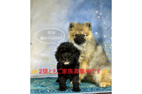 成約済の京都府のトイプードル-327609の131枚目