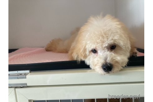 成約済の富山県のタイニープードル-311771の6枚目
