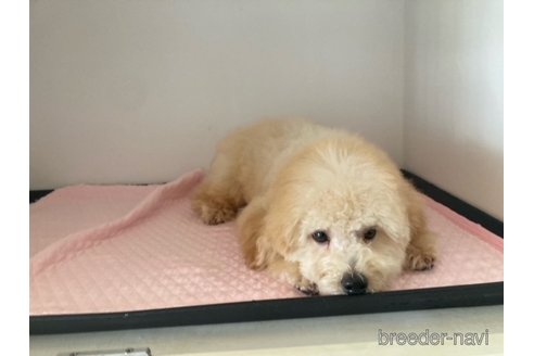 成約済の富山県のタイニープードル-311771の4枚目