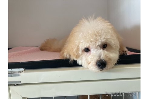 成約済の富山県のタイニープードル-311771の3枚目