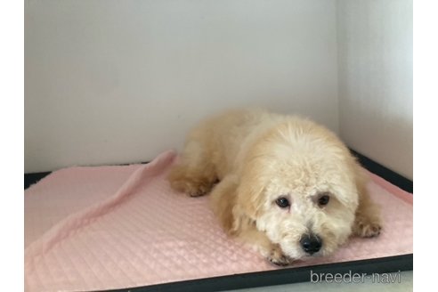 成約済の富山県のタイニープードル-311771の2枚目