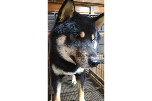成約済の岐阜県の柴犬-265231の7枚目