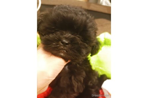 成約済の大阪府のミックス犬-332075の3枚目