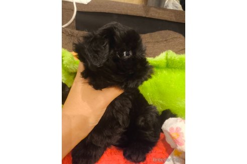 成約済の大阪府のミックス犬-332075の2枚目