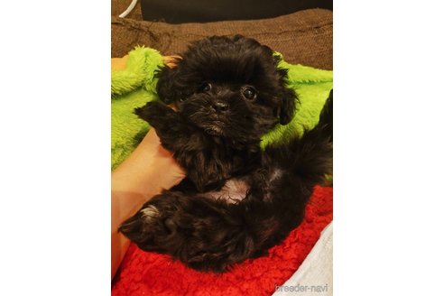 成約済ののミックス犬-332075