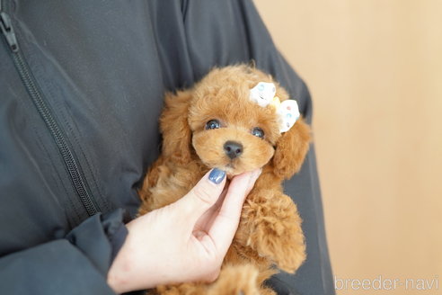 成約済の埼玉県のトイプードル-332079の4枚目