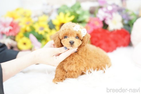 成約済の埼玉県のトイプードル-332079の3枚目