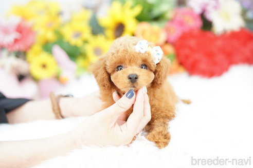 成約済の埼玉県のトイプードル-332079の2枚目