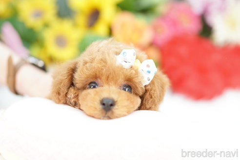 成約済の埼玉県のトイプードル-332079