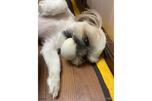 ポムちゃん1枚目