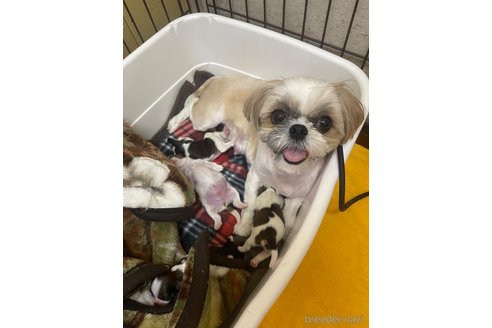 ポムちゃん1枚目