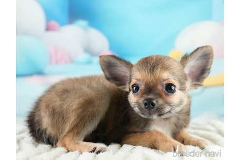 成約済の埼玉県のチワワ(ロングコート)-332101の3枚目