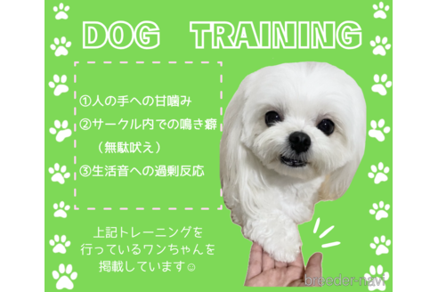 成約済の静岡県のポメラニアン-331821の2枚目