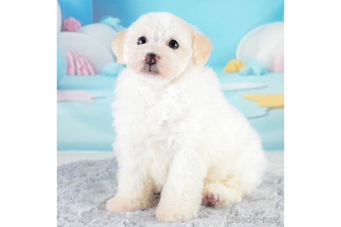 成約済の埼玉県のトイプードル-332105の5枚目