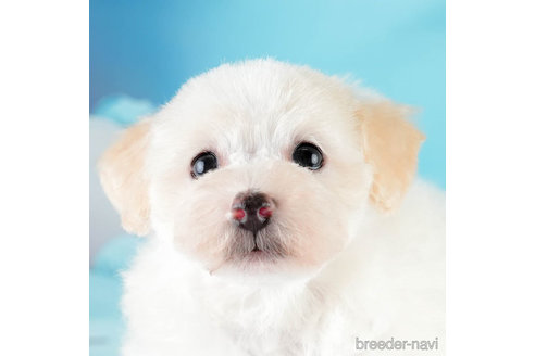 成約済の埼玉県のトイプードル-332105